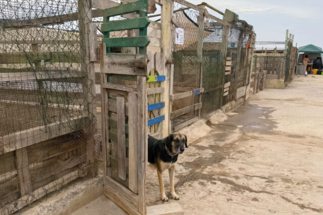 OSPA Rehoming Centre: when taking a walk actually means something