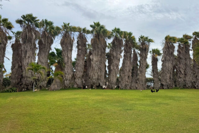 Pachamama Eco Park: unexpected greenery, decent coffee, and properly managed expectations