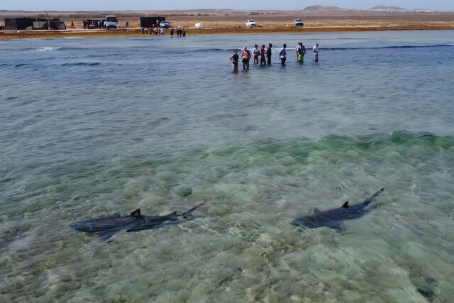 Sealife Experience, when the night isn’t a show, but a form of respect